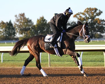 Neolithic - Horse Profile - BloodHorse