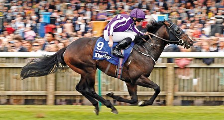 U S Navy Flag - Horse Profile - BloodHorse