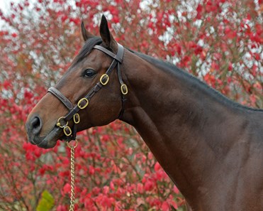 Foal Foal