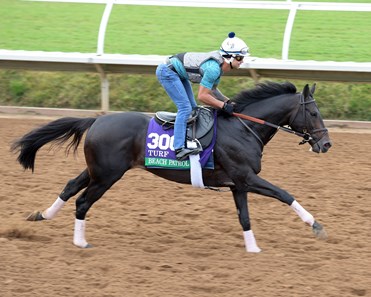 Beach Patrol Horse Profile Bloodhorse