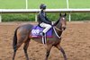 Marsha
Breeders&#39; Cup horses on track at Del Mar racetrack on Nov. 1, 2017 Del Mar Thoroughbred Club in Del Mar, CA. 