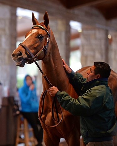 Stellar Wind Takes Keeneland by Storm, Sells For $6M - BloodHorse