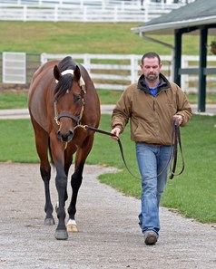 Klimt - Horse Profile - BloodHorse