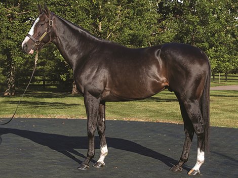 Tourist Sold to Turkey, Will Stand at Izmit Stud Farm