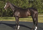 Tourist at WinStar Farm