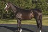 Tourist at WinStar Farm