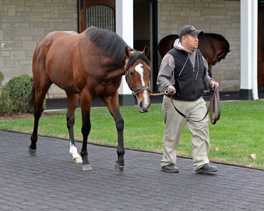 Gormley - Horse Profile - BloodHorse