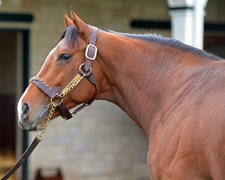 Gormley at Spendthrift Farm