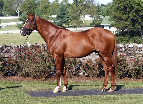 Tapiture to Highfield Stock Farm in Canada