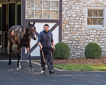 Classic Empire - Horse Profile - BloodHorse