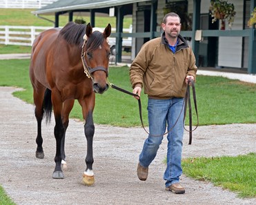 Klimt - Horse Profile - BloodHorse