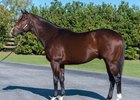 Khozan, son of Distorted Humor--Delta Princess, standing at Journeyman Stud near Ocala, Fla. 