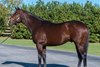 Khozan, son of Distorted Humor--Delta Princess, standing at Journeyman Stud near Ocala, Fla. 