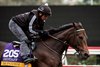 Mopotism trains ahead of the 2017 Breeders&#39; Cup at Del Mar