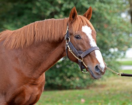 English Channel at Calumet Farm