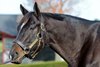 Not This Time at Taylor Made
Newly retired stallions for the 2018 breeding season at Central Kentucky farms Nov. 11, 2017  in Lexington, KY. 