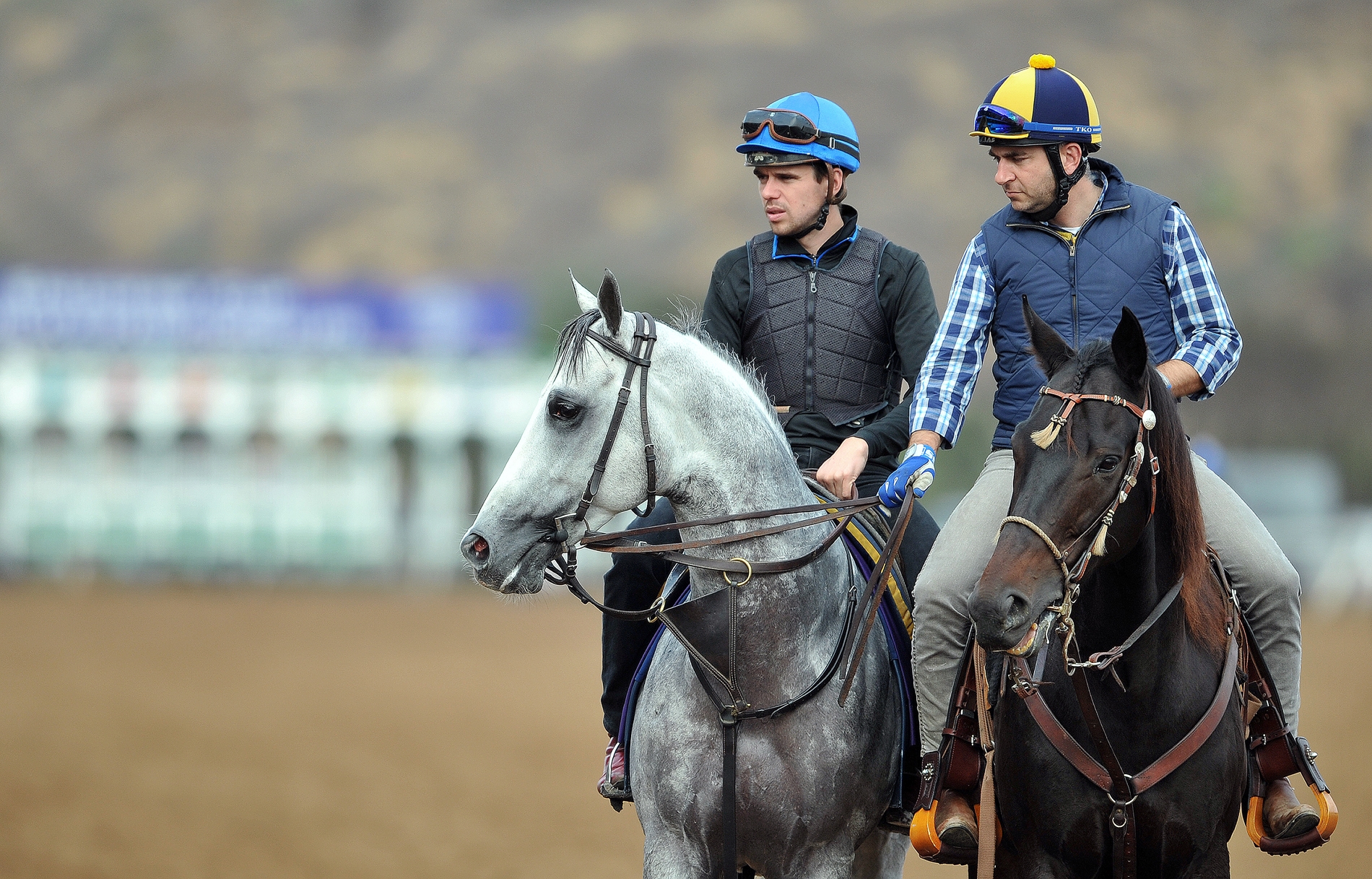 Graded stakes winner Disco Partner out for morning exercise ahead of the Breeders' Cup at Del Mar