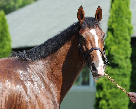 Toast of New York recently returned from a three-year layoff and will run in the Pegasus World Cup Invitational Stakes