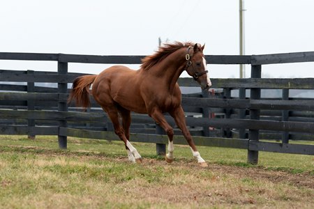 California Chrome stands at Taylor Made Farm 