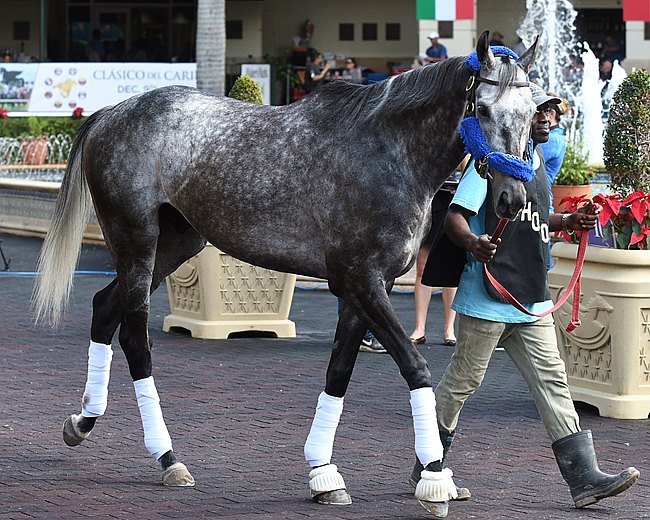 El Kurdo va por la gloria en el H. Allen Jerkens Stakes