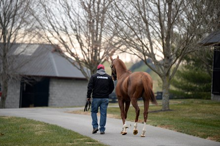 California Chrome - Horse Profile - Bloodhorse