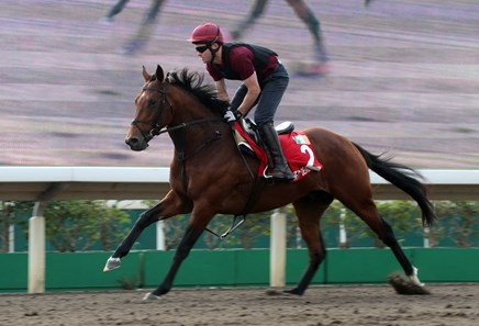 Deauville Ire Horse Profile Bloodhorse