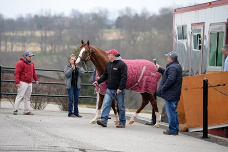 California Chrome - Horse Profile - BloodHorse