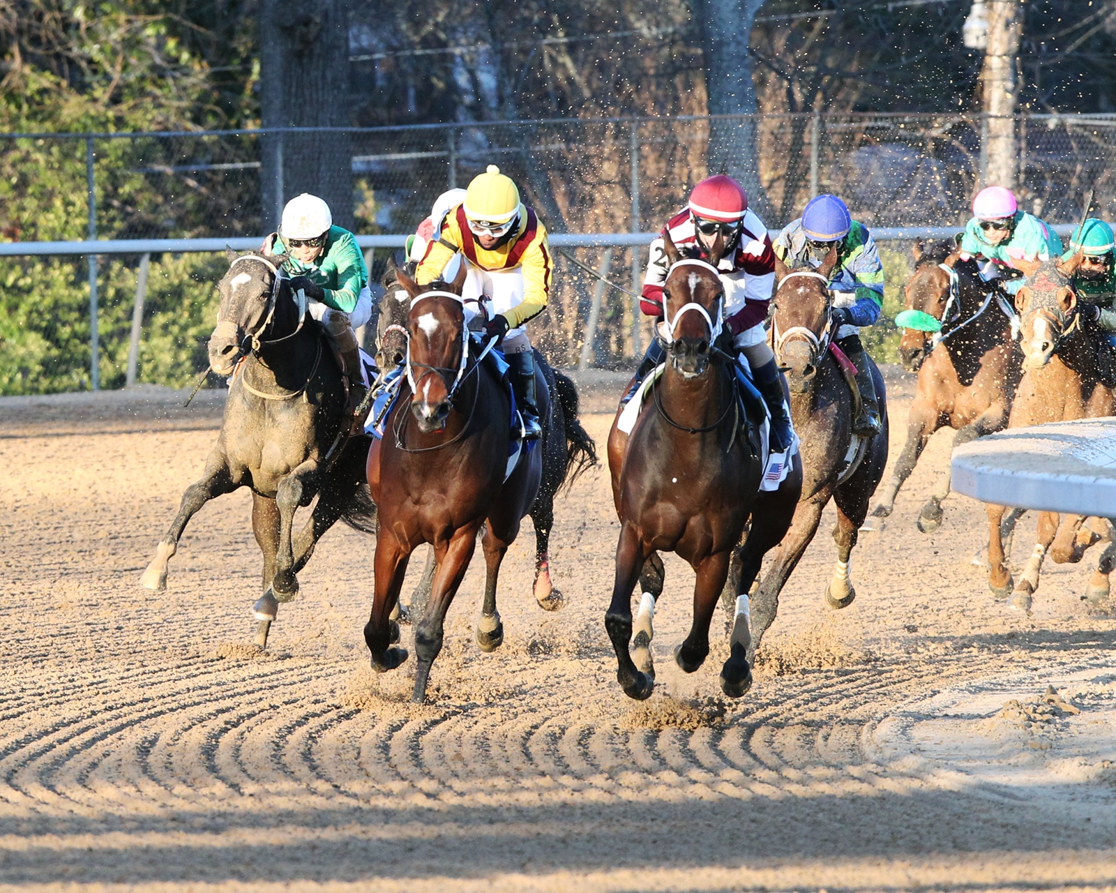 Farrell - Horse Profile - BloodHorse