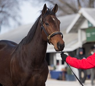 Mrs McDougal - Horse Profile - BloodHorse