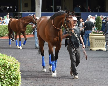 West Coast - Horse Profile - BloodHorse