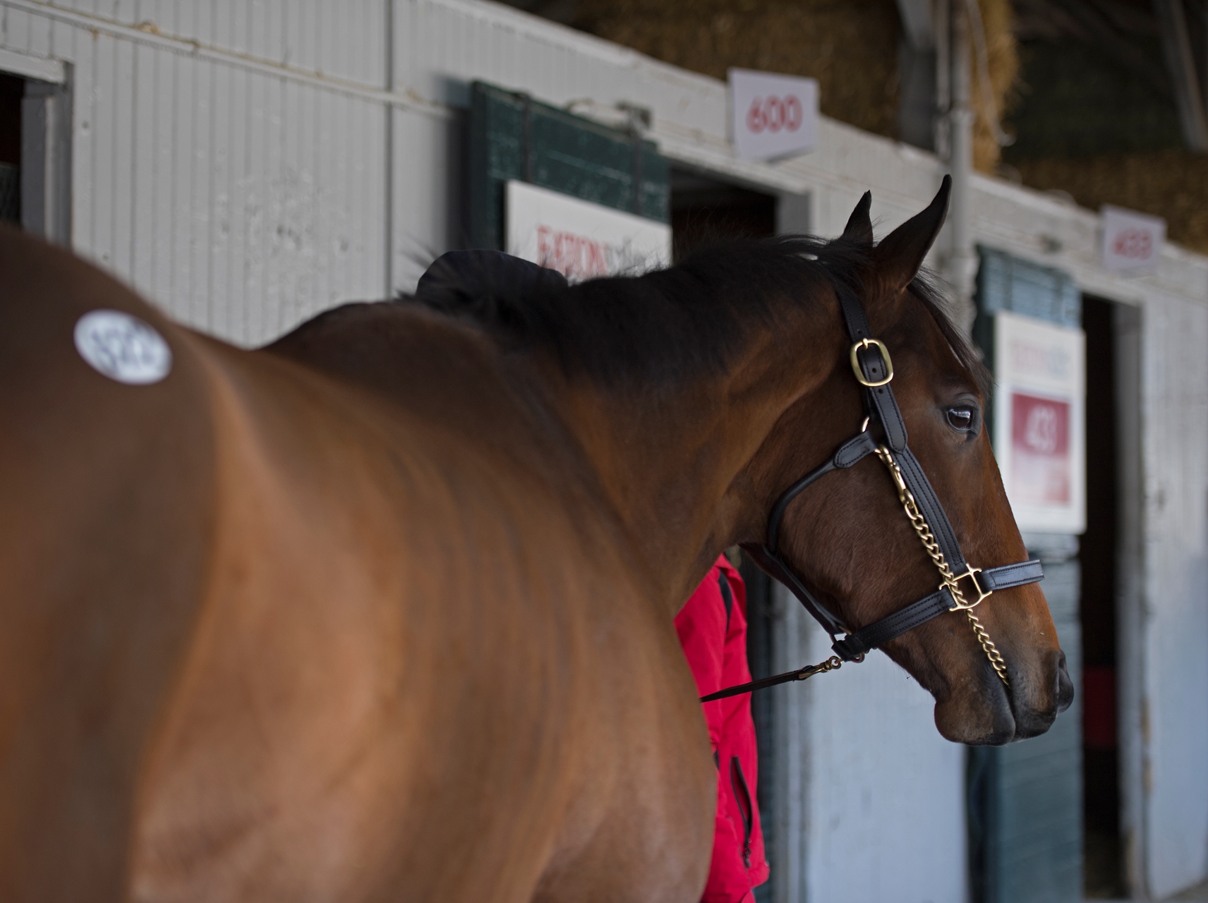 Sister Nation - Horse Profile - BloodHorse