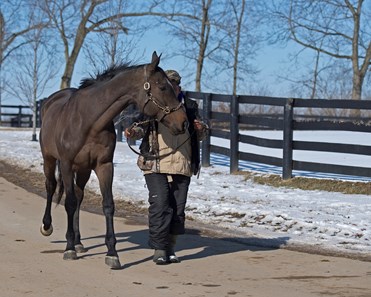 Vinceremos - Horse Profile - BloodHorse