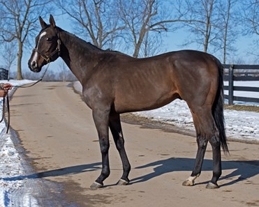 Vinceremos - Horse Profile - BloodHorse