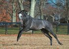 Rags to Riches - Horse Profile - BloodHorse