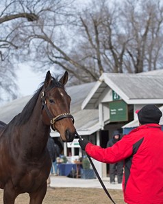 Mrs McDougal - Horse Profile - BloodHorse