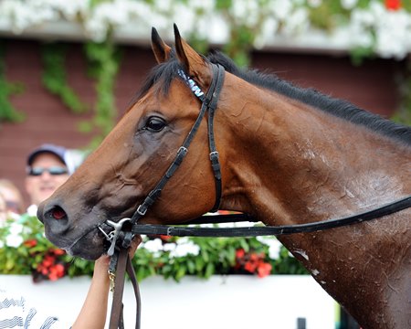 The Big Beast at Saratoga Race Course