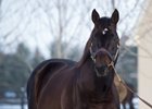 Twirling Candy
Lane&#39;s End Press Pass event at Lane&#39;s End Farm in Versailles, Ky., on Jan. 17, 2018.