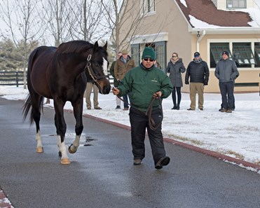 Honor Code - Horse Profile - BloodHorse