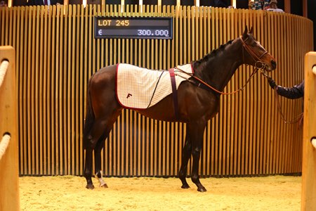 Maiden Winner Learning To Fly Tops Arqana Mixed Sale Bloodhorse