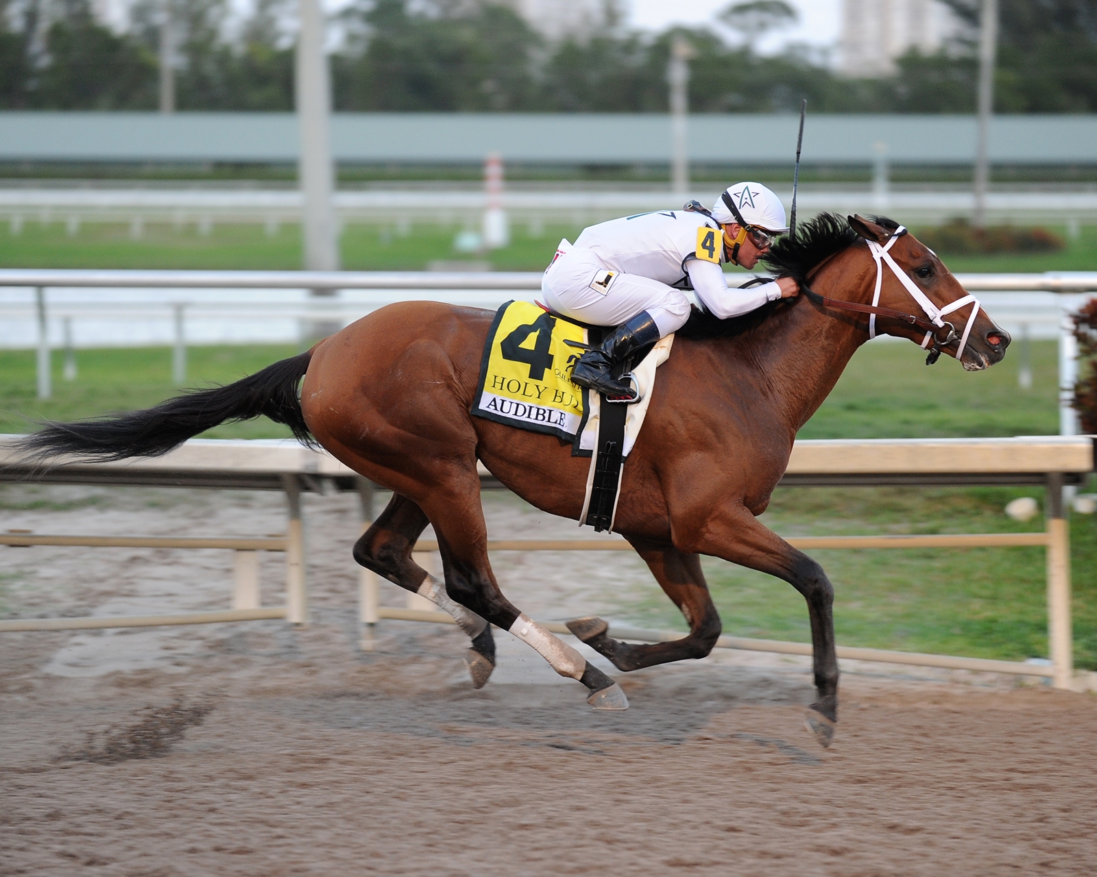 Audible Much The Best In Holy Bull - BloodHorse