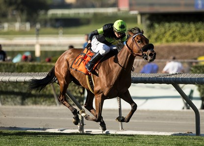 Fault - Horse Profile - BloodHorse