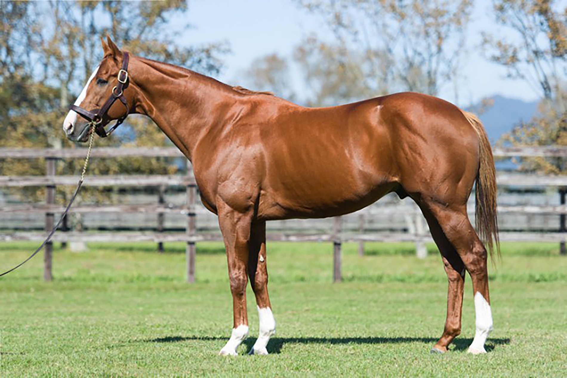 Good Weekend for East Stud's Deep Sky, Oken Bruce Lee - BloodHorse