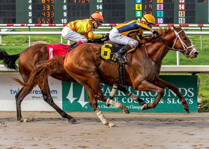 Curlin's Honor - Horse Profile - BloodHorse