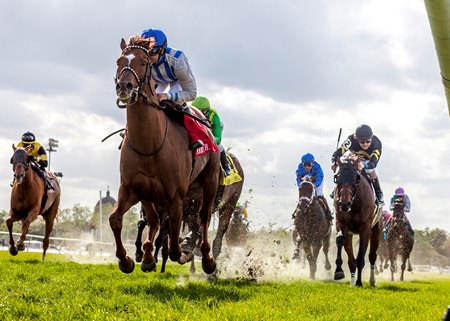 Without Jazz Fest Turf Ready For Fair Grounds Meet Bloodhorse