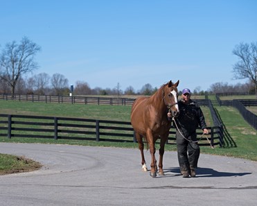 Stage Magic - Horse Profile - BloodHorse