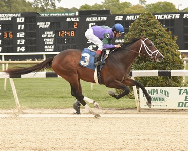 Nile Ruler Ruler of the Nile - Horse Profile - BloodHorse