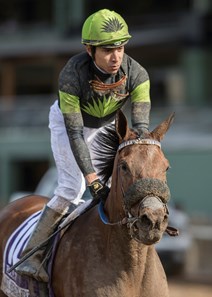 Fault - Horse Profile - BloodHorse