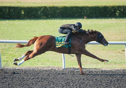 Kantharos Horse Profile BloodHorse