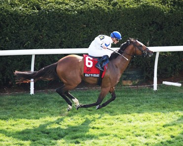 Heart to Heart - Horse Profile - BloodHorse