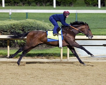 Lone Sailor - Horse Profile - BloodHorse